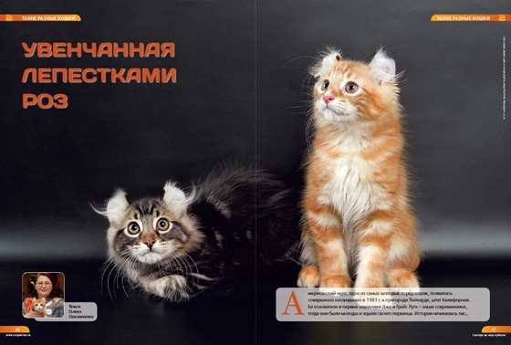 Мои работы: Журнал Живой взгляд